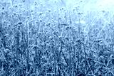 preview cold