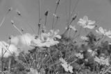 preview bw