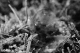 preview bw