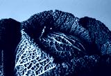 preview cold