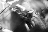 preview bw