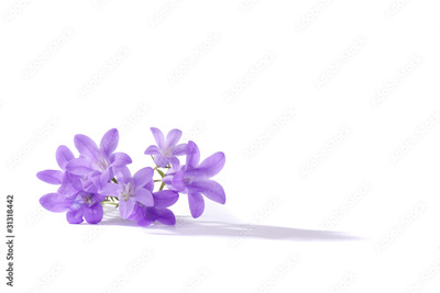 image to crop