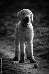 preview bw