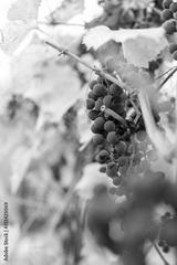 preview bw