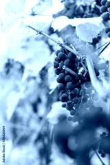 preview cold