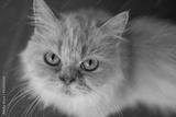 preview bw
