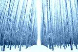 preview cold