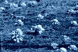 preview cold