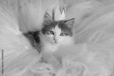preview bw