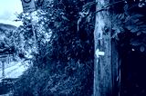 preview cold