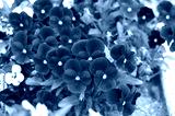 preview cold