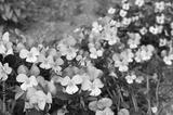 preview bw