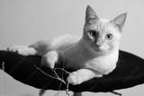 preview bw