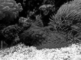preview bw