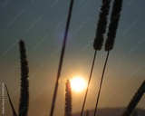 preview original