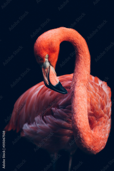 image to crop