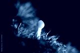 preview cold