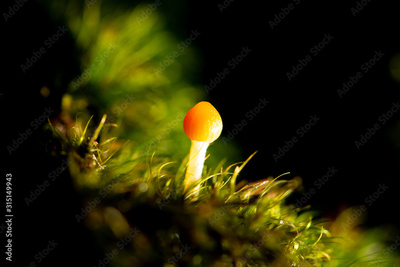 image to crop
