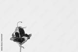 preview bw
