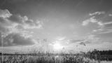 preview bw