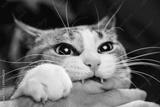 preview bw