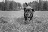 preview bw