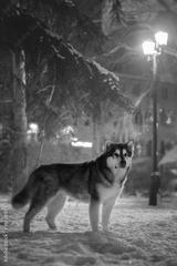 preview bw