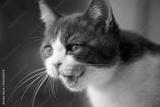 preview bw