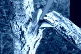 preview cold