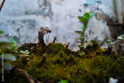 image to crop