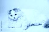 preview cold