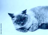 preview cold