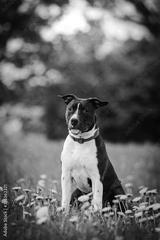preview bw