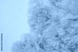 preview cold