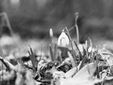preview bw