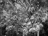 preview bw