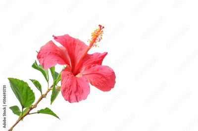 image to crop