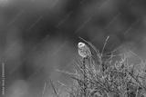 preview bw