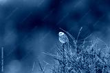 preview cold