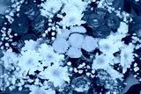 preview cold