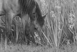 preview bw