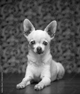 preview bw