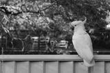 preview bw