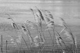 preview bw