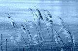 preview cold