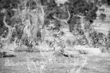 preview bw