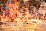preview original