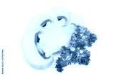 preview cold