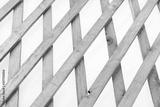 preview bw