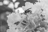 preview bw